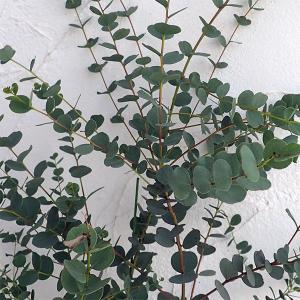 ユーカリ苗の商品一覧 通販 Yahoo ショッピング