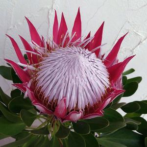 オーストラリアの花 花 ガーデニング の商品一覧 通販 Yahoo ショッピング