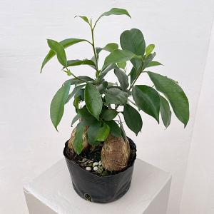 おしゃれ 観葉植物 ：フィロデンドロン クッカバラ*プラポット