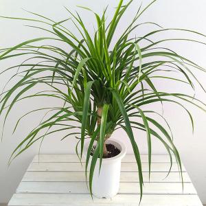 垂れ下がる 観葉植物 観葉植物 の商品一覧 花 ガーデニング 通販 Yahoo ショッピング