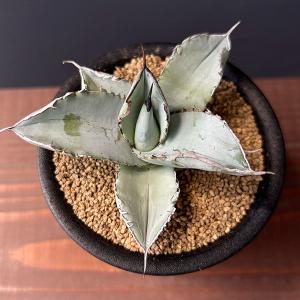 キシロナカンサ　大株　約80cm キシロナカンサ 大株 約80cm キシロナカンサ 大株 約80cm Yahoo