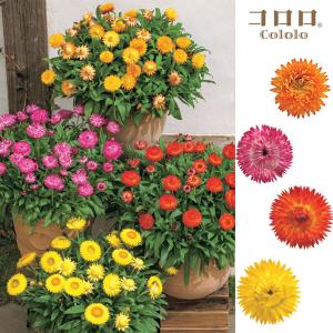 コロロ 花 花 ガーデニング の商品一覧 通販 Yahoo ショッピング