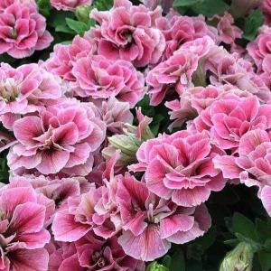 草花の苗 ペチュニア ホイップマカロン メルティーピーチ3〜3.5号
