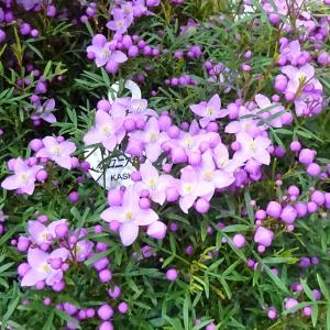 花木 庭木の苗 シャリンバイ（車輪梅） 白花5号ポット 9株セット 送料