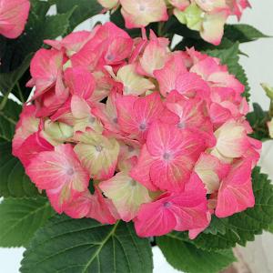 紫陽花 新品種の商品一覧 通販 Yahoo ショッピング