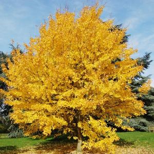 アメリカハナノキ 花 ガーデニング の商品一覧 通販 Yahoo ショッピング