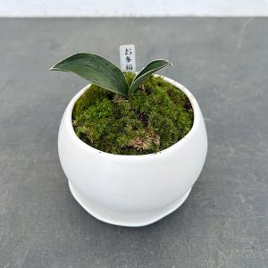 観葉植物 フィカス アブチリフォリア 7号鉢植え26-01 : 園芸ネット
