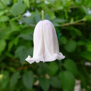 クレマチス 壺 花 ガーデニング の商品一覧 通販 Yahoo ショッピング