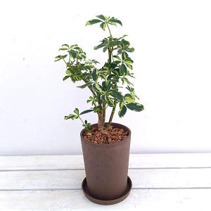 ソフィア Sophia 観葉植物 の商品一覧 花 ガーデニング 通販 Yahoo ショッピング