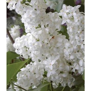 花木 庭木の苗 ライラック エンジェルホワイト6号ポット