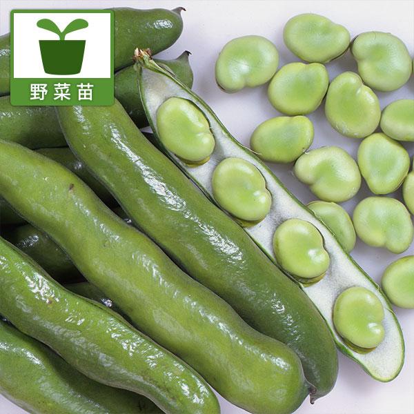 野菜の苗 そらまめ・駒栄（こまさかえ）ソラマメの苗3号ポット苗 3株セット