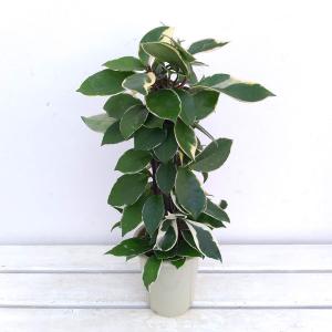 サクララン ピンクの葉の商品一覧 通販 Yahoo ショッピング