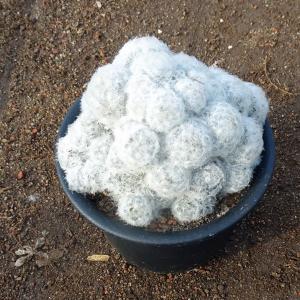 サボテン 白星 花 ガーデニング の商品一覧 通販 Yahoo ショッピング