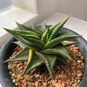 オンラインストア限定 観葉植物 品種系ハオルチア なごり雪 ２ ５号 １鉢 北海道冬季発送 50 Off R4urealtygroup Com