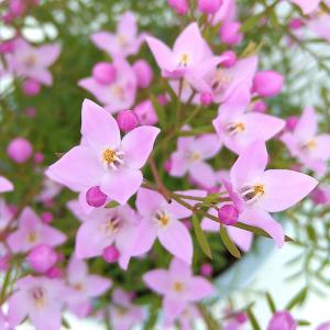 ボロニア ピナータ3-3.5号ポット