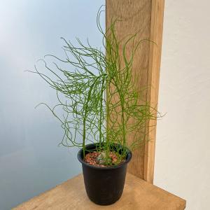 ヒカゲヘゴ　苗木　6号ポット　レア観葉植物　風水　古代植物　　リラックス効果 ヒカゲヘゴ 苗木 6号ポット レア観葉植物 風水 古代植物 リラックス効果