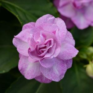 カリフォルニアローズフィエスタの商品一覧 通販 Yahoo ショッピング