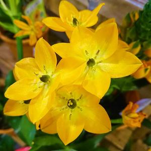 オーニソガラム イエロー4号鉢植え