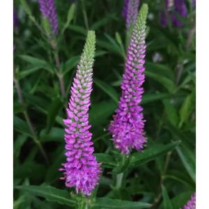 ベロニカ 花 花 ガーデニング の商品一覧 通販 Yahoo ショッピング