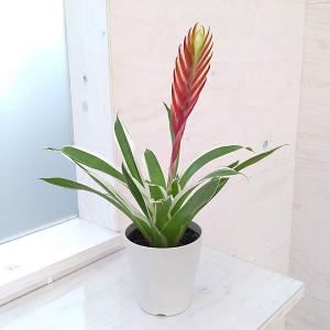 おしゃれ 観葉植物：ホヤ ヘウスケリアナ 斑入り*吊り鉢 5号 : 遊恵