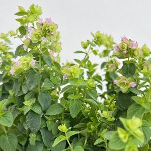 ホスタ（ギボウシ） 品種見計らいセット 5種5株 4号(12cm)ポット植え