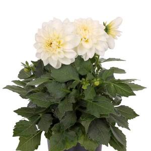 ダリア苗の商品一覧 通販 Yahoo ショッピング