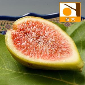 国華園 果樹苗 イチジク バナーネ 1株 : 花と緑 国華園 - 通販 - Yahoo