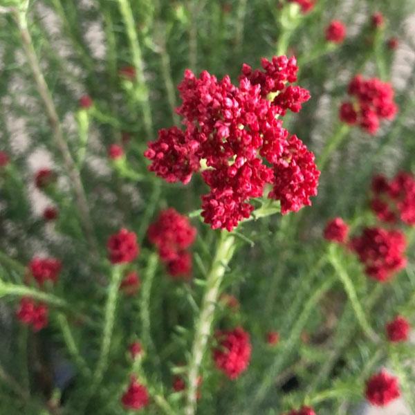 草花の苗 ライスフラワー・キャンディーレッド3号ポット