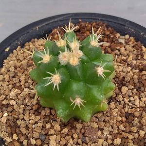 サボテン 金鯱 花 ガーデニング の商品一覧 通販 Yahoo ショッピング