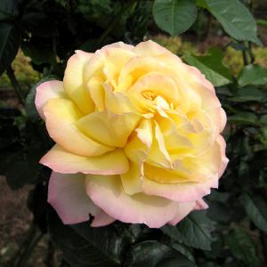 バラの苗/（わけあり特価）つるバラ：ピース長尺仕立て6号ポット 送料無料｜engei