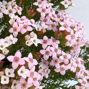 エリカ 花の商品一覧 通販 Yahoo ショッピング