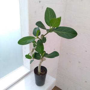 フィカス アルテシマゴムの木 9号（0205）インテリア 開店祝い