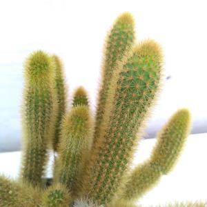 ヒモサボテンの商品一覧 通販 Yahoo ショッピング