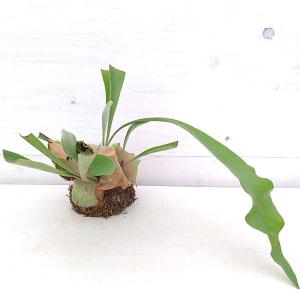 ビカクシダ 板付 観葉植物 の商品一覧 花 ガーデニング 通販 Yahoo ショッピング
