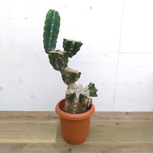 柱サボテン 2本植え 多肉植物 7号鉢/1個売り 観葉植物 鬼面角 鬼面閣