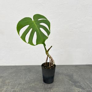 観葉植物 モンステラ ボルシギアナ オーレア（黄斑） 4号鉢植え : 園芸