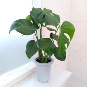 アルピニア バリエガータ（黄斑月桃 キフゲットウ） Alpinia zerumbet