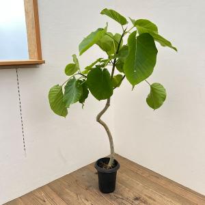 フィカス ウンベラータ 曲がり S字 7号 仕立て ゴムの木 お祝い