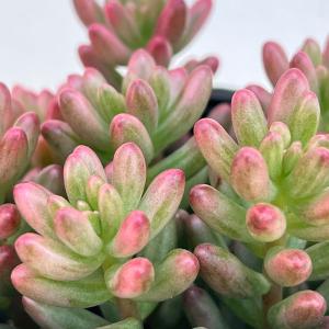 多肉植物：アガベ 氷山*幅5cm 現品！一品限り : 遊恵盆栽 Yahoo!店
