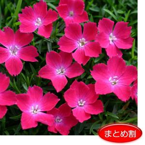 四季咲きナデシコの商品一覧 通販 Yahoo ショッピング