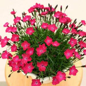 四季咲きナデシコの商品一覧 通販 Yahoo ショッピング