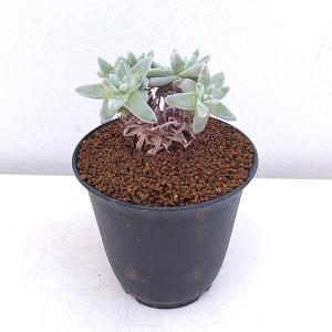 日本花キ流通 多肉植物 asリトープス トップレッド 多肉植物