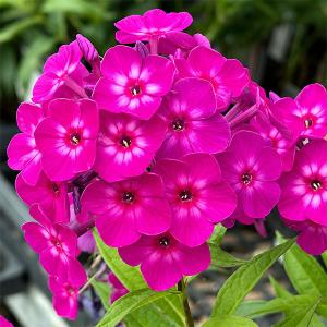 アツモリソウ交配種花1芽株 : 岩崎園芸ネットストア Yahoo店 - 通販
