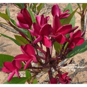プルメリア苗木 イエロー 花木苗 3.5号/1個売り 花木 花木の苗 花の苗