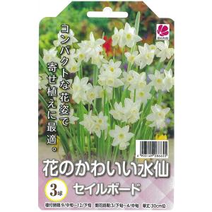 球根 26年9月中下旬予約 水仙（ミニ） セイルボート3球入り