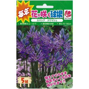 球根 26年9月中下旬予約 カマシア クアマシュ（クワマシュ）5球入り
