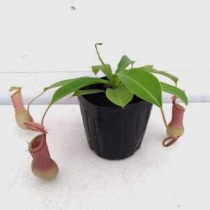 アルピニア バリエガータ（黄斑月桃 キフゲットウ） Alpinia zerumbet