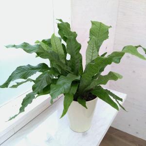 ♪キキ♪　センペルビウム　ネバテンセ　他 日本花キ流通 多肉植物 grセンペルビウム ネバデンセ 7.5cmポット