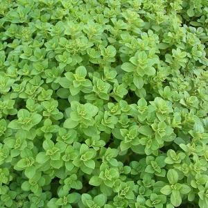 犬よけ 植物の商品一覧 通販 Yahoo ショッピング