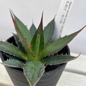 ユーフォルビア アクチノクラダ 2.5号｜観葉04-PA : 赤塚植物園ヤフー